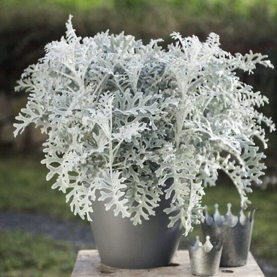 Krustaine Silverdust